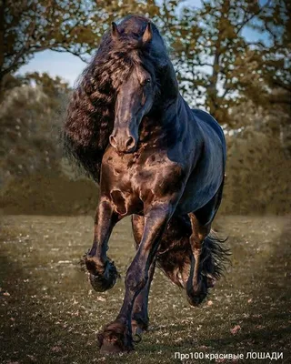 Красивые картинки про лошадей