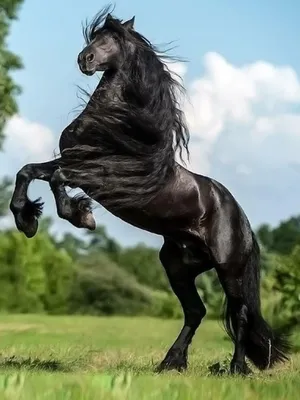 Красивые картинки про лошадей фотографии
