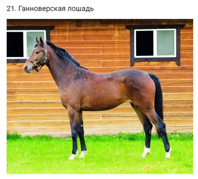 Лошади в Казахстане - Лошади Казахстана Фото - Фото Красивых Лошадей
