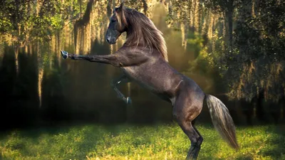 Как выглядит самый красивые лошади …» — создано в Шедевруме