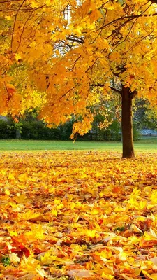 Красивые картинки про осень золотую фотографии