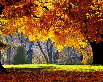 Золотая осень пейзаж (56 фото) - 56 фото
