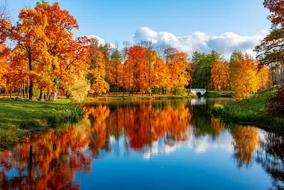 Красивые картинки золотая осень - 74 фото