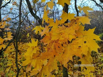 Красивые фото осени: 50 \"золотых\" кадров осеннего Киева