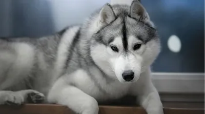 Красивые собаки» — создано в Шедевруме
