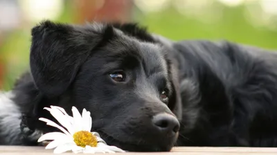 Ездовые красивые собаки, красивый …» — создано в Шедевруме