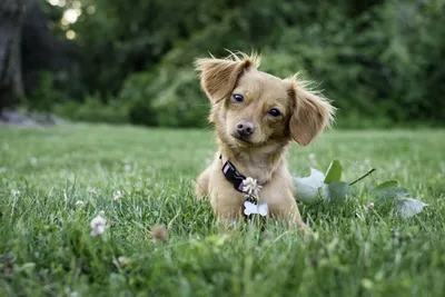 Собаки - красивые картинки (100 фото) • Прикольные картинки и позитив