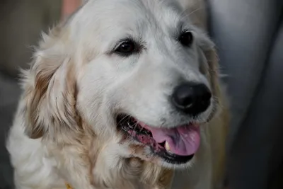 Москвичам показали самых красивых и умных собак - Мослента