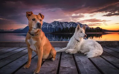 Красивые картинки собак и кошек - 65 фото