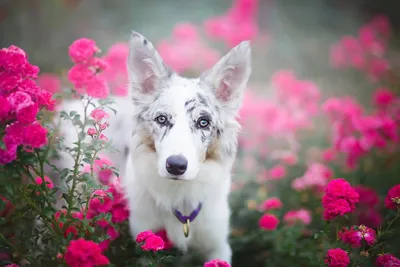 Счастливая рыжая собачка. Фотографии собак. Красивые собаки