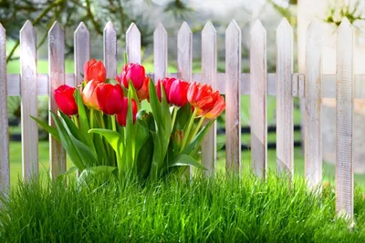 Красивые весенние цветы, голландские тюльпаны, букет в подарок Stock Photo  | Adobe Stock