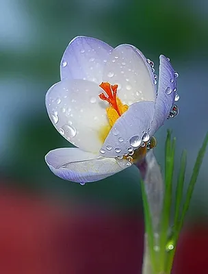 Первые весенние цветы для Вас, красивые, милые, женственные! | 28.02.2020 |  Белово - БезФормата