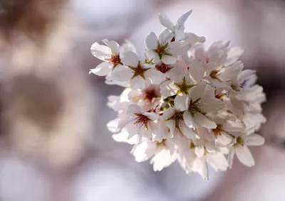 В саду красивые цветы весны цветущий. Да тут весенние цветы Стоковое Фото -  изображение насчитывающей весна, промахов: 172633184