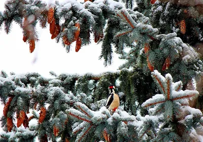Красивая зима стоковое фото. изображение насчитывающей покрыто - 36066088