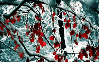 Картинки красивые зимы лета (67 фото) » Картинки и статусы про окружающий  мир вокруг