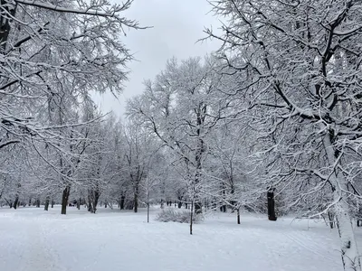 Природа :: зима :: красивые картинки - JoyReactor