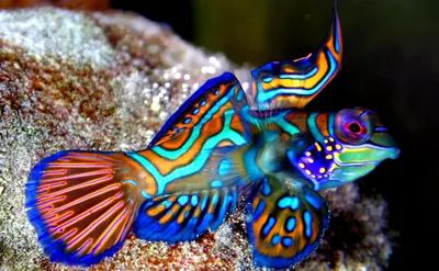 Красивые» рифовые рыбки менее всего нуждаются в охране