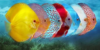 Самые красивые рыбки для аквариума | Полезные статьи