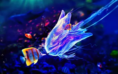 Обои на рабочий стол Красивые рыбки плавают возле медузы, обои для рабочего  стола, скачать обои, обои бесплатно