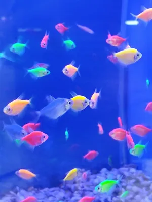 Самые красивые рыбы в мире