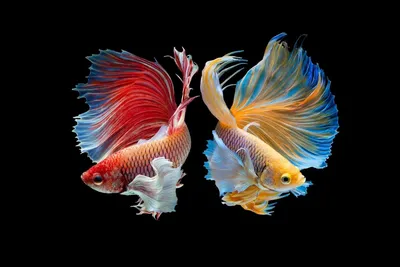Кіт і Пес - мережа зоомагазинів - Не бывает много этих ярких и красивых  рыбок💚 ⠀ Тернеции GloFish - флуоресцентные рыбки полученные путем генной  модификации. ⠀ Несмотря на распространение мнения о бесплодности