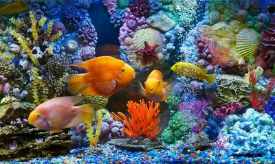 Красивые картинки с рыбками - 70 фото