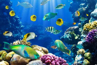 Искусственные украшения для аквариума, силиконовая имитация движущихся  плавающих реалистичных рыбок, яркие цвета, украшения для аквариума |  AliExpress