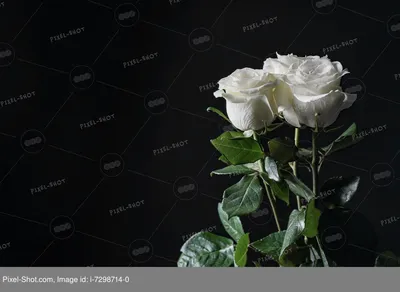Красивые живые белые розы - 71 фото