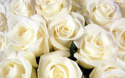 Купить Корзина 35 крупных белых роз с зеленью R487 в Москве, цена 6 150 руб.