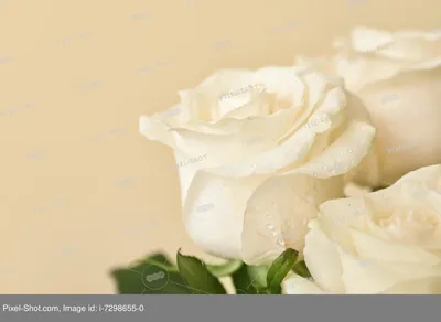 Фон белые розы (56 фото) • Прикольные картинки и позитив
