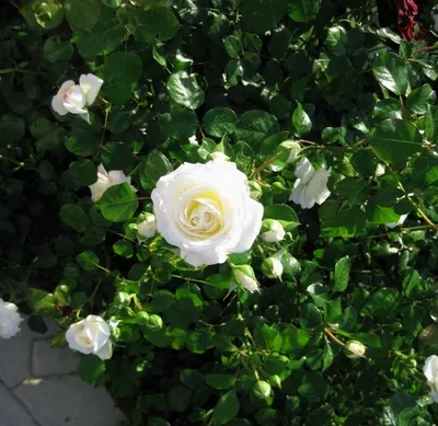 Красивый букет белых роз - 79 фото