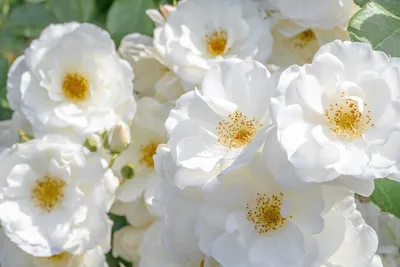 Красивые белые розы на цветном фоне, крупным планом :: Стоковая фотография  :: Pixel-Shot Studio