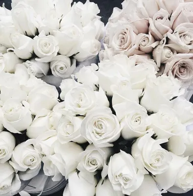 Красивые белые розы на фиолетовом атласе крупным планом :: Стоковая  фотография :: Pixel-Shot Studio