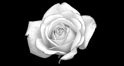 Заказать букет с белыми розами, Киев Лепестки