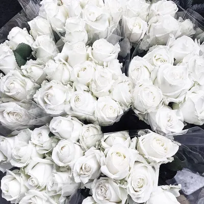 Белые розы - красивые картинки (100 фото)