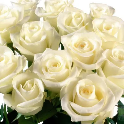 Самые красивые букеты из белых роз - 72 фото
