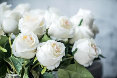 Красивые белые розы (149 фото) »