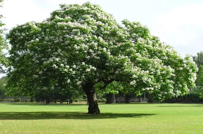 🌴Самые красивые деревья в мире!🍁 | ⭐Красота спасет мир!⭐ | Дзен