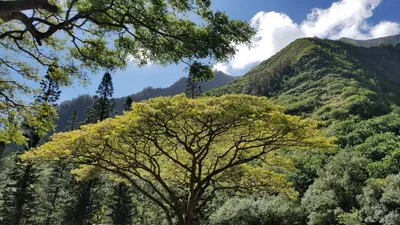 Цветущие деревья мира. | Пикабу