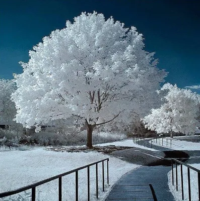 Красивая природа деревья - 68 фото