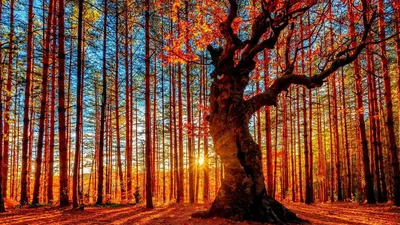 Цветущее дерево сакура, красивые деревья - www.woodlane.ru