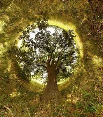 Великолепные яркие деревья под солнцем Прекрасный фон природы Стоковое Фото  - изображение насчитывающей пуща, мшисто: 145931200