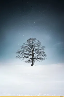 ТОП-10: Самые красивые деревья Планеты | УМНОЕ ЗЕЛЕНОЕ - авторский проект  Михаила Ухова | Дзен