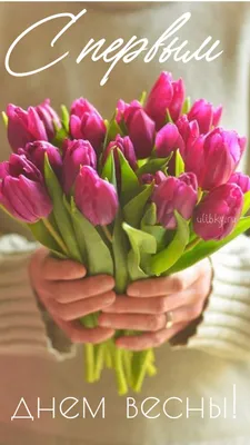 С первым днем весны - новые красивые открытки (46 ФОТО) | Tulips, Spring  bouquet, Flowers
