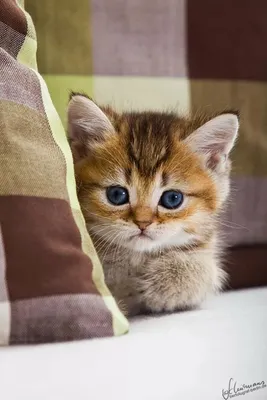 Милый мультяшный кот рисунок - 71 фото