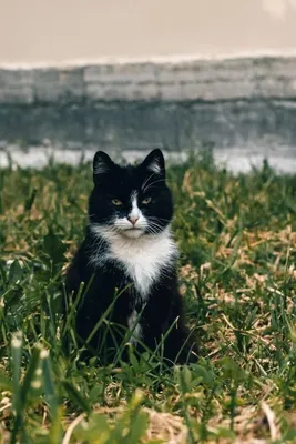 Открытки с Днём Рождения с котом: 58 картинок