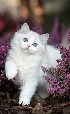 Самые красивые котики для вашего настроения | Юмор, животные, интересные  факты | Дзен