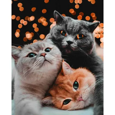 Очень милые картинки с котиками | Пикабу