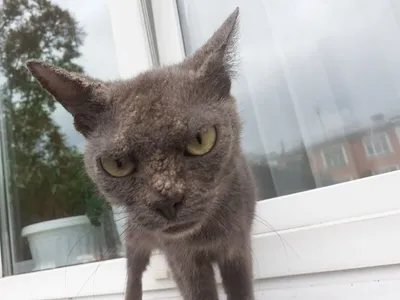 Смотрите друзья, какие красивые котики живут в нашем приюте-передержке «  Спаси Друга» и ищут дом 🏡❤. Ходят в лоток, вакцинированы… | Instagram
