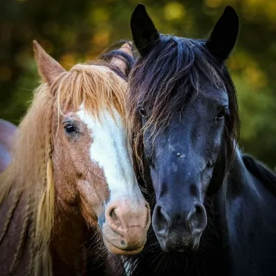Пара лошадей (57 фото) | Лошади, Красивые лошади, Лошадиные породы